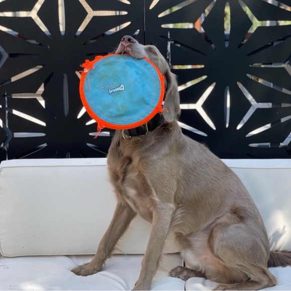 Saturday  Next live Aunt Becky and Ann are Live! 😻 🐶 - Picture 3 of 7